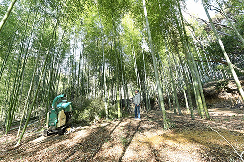 放置竹林の整備